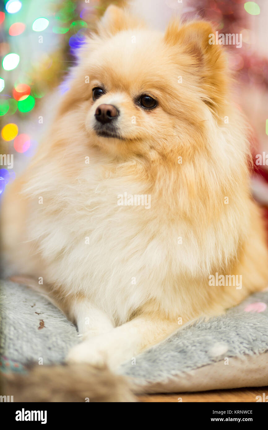 La Race De Chien Spitz Poméranien Beige Avec Un Drôle De