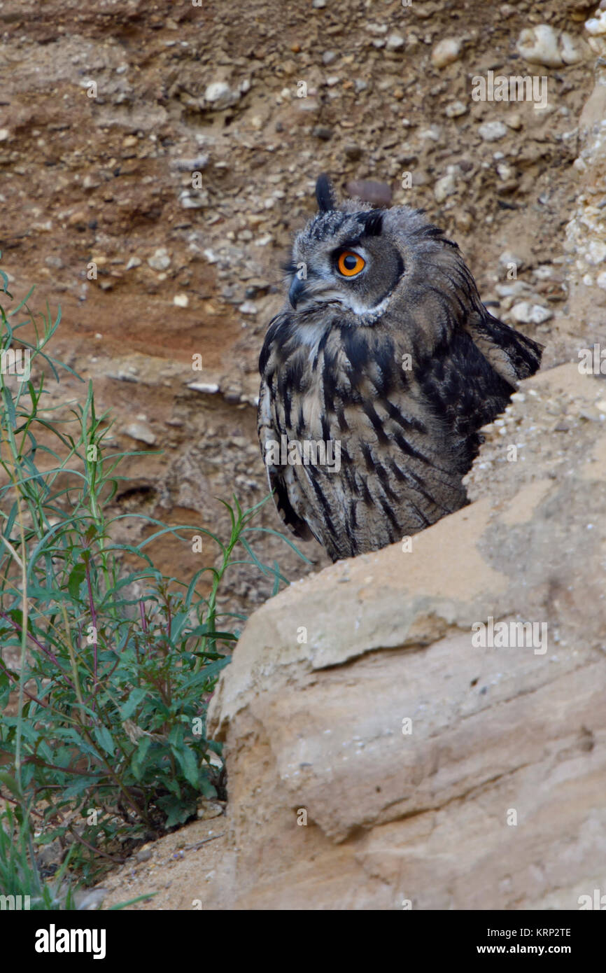 Grand / Owl Bubo bubo Europaeischer Uhu ( ), les jeunes, de se cacher derrière des rochers, regardant attentivement, les yeux orange vif, de la faune, de l'Europe. Banque D'Images