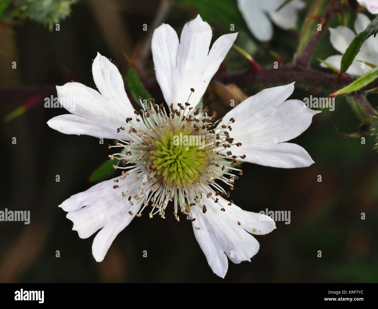 Blackberry Rubus laciniatus Evergreen (fleur) Banque D'Images