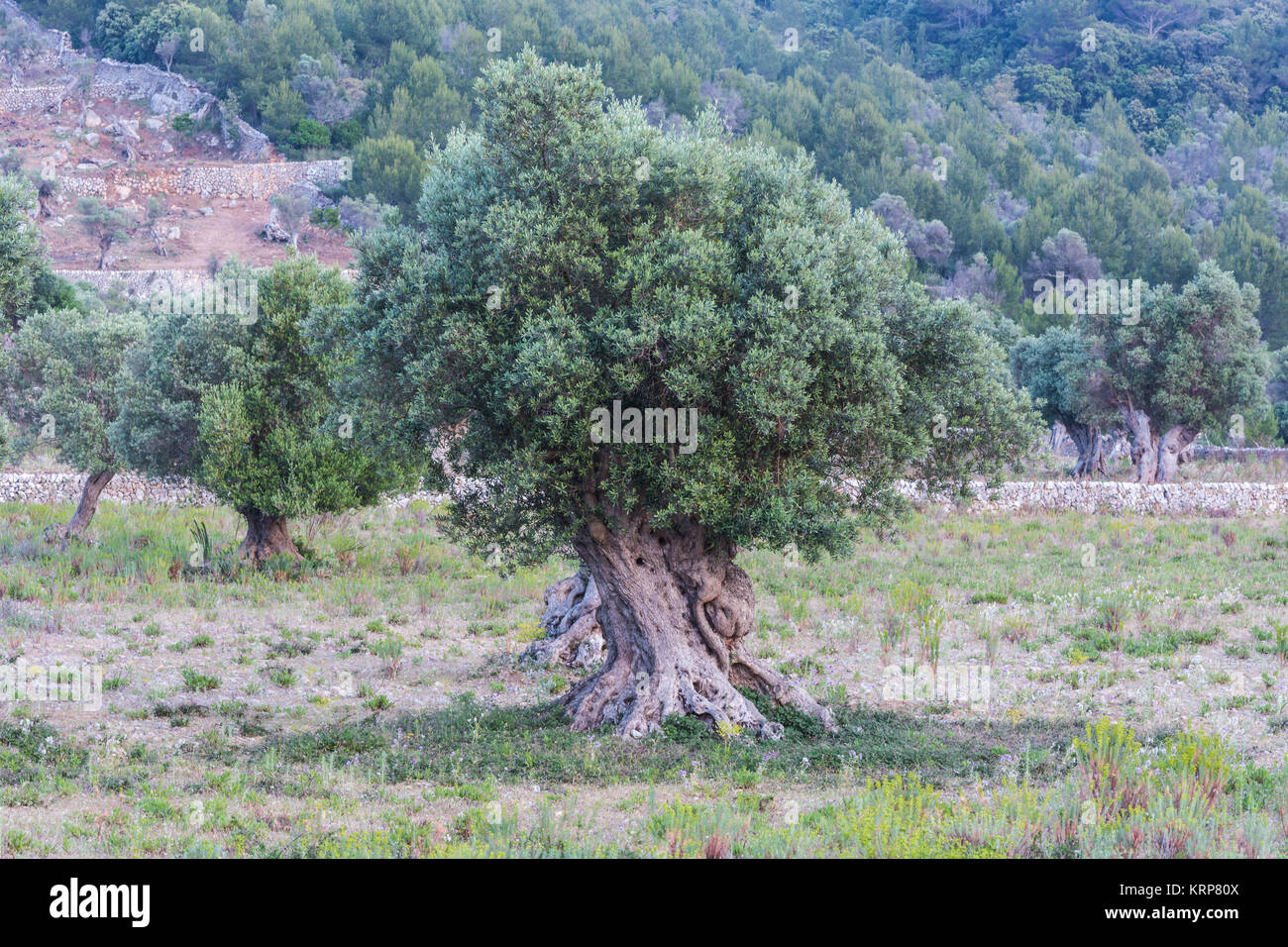 Olivenbäume in einer Reihe. Plantage Olivenbaum auf Mallorca en Espagne. Banque D'Images