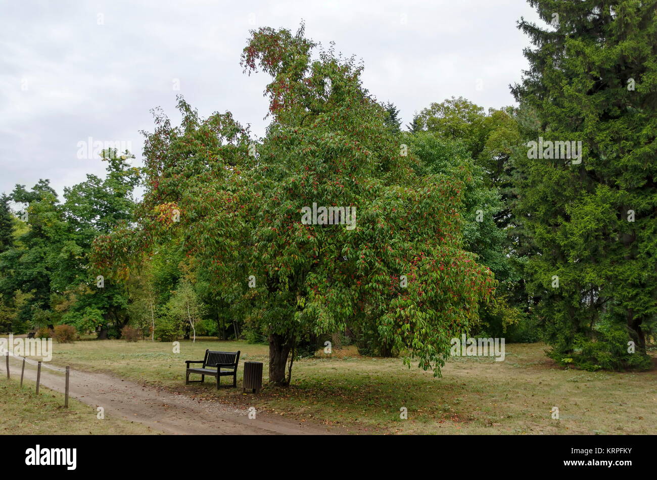 Forêt d'automne avec arbres vénérables et sauvages fruits apple, situé dans National Monument de l'architecture de paysage Park Banque D'Images