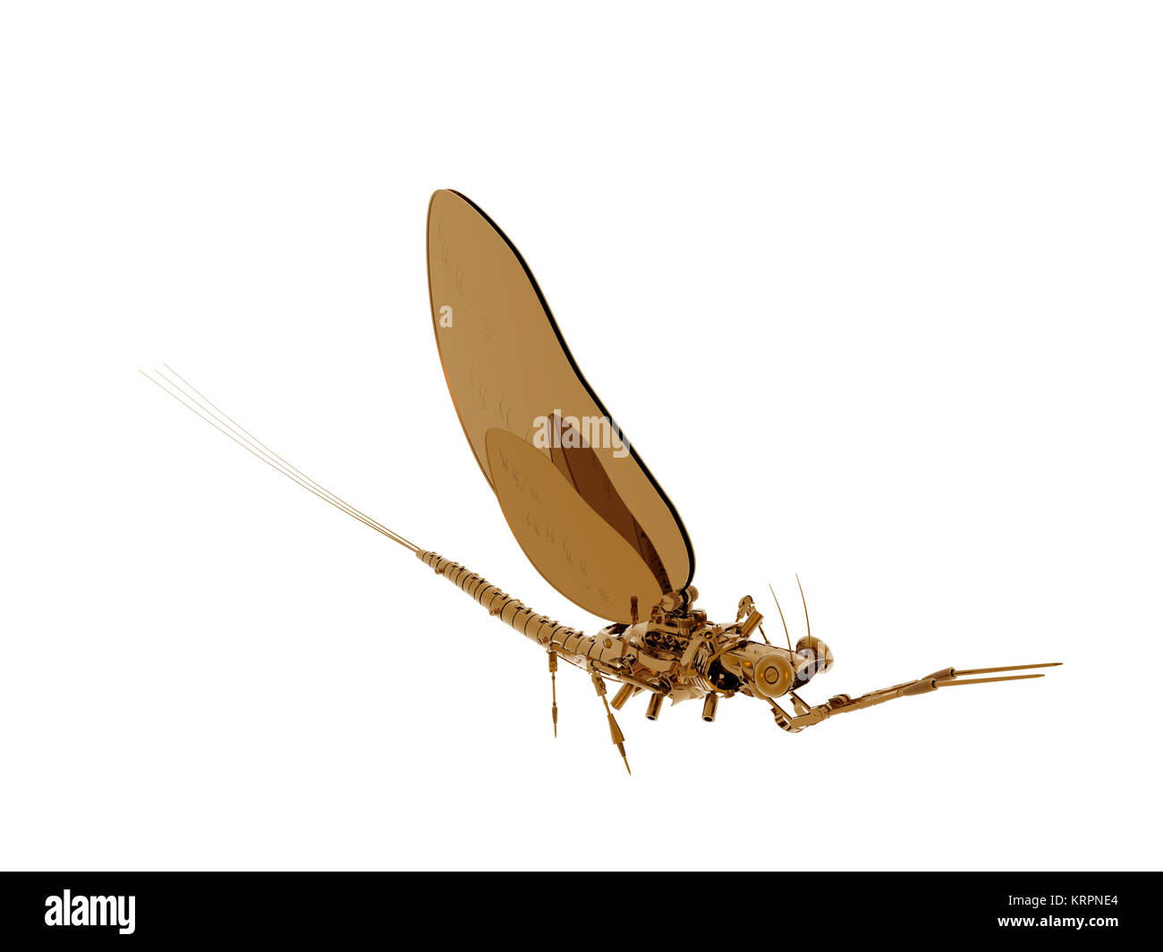 mayfly Banque D'Images