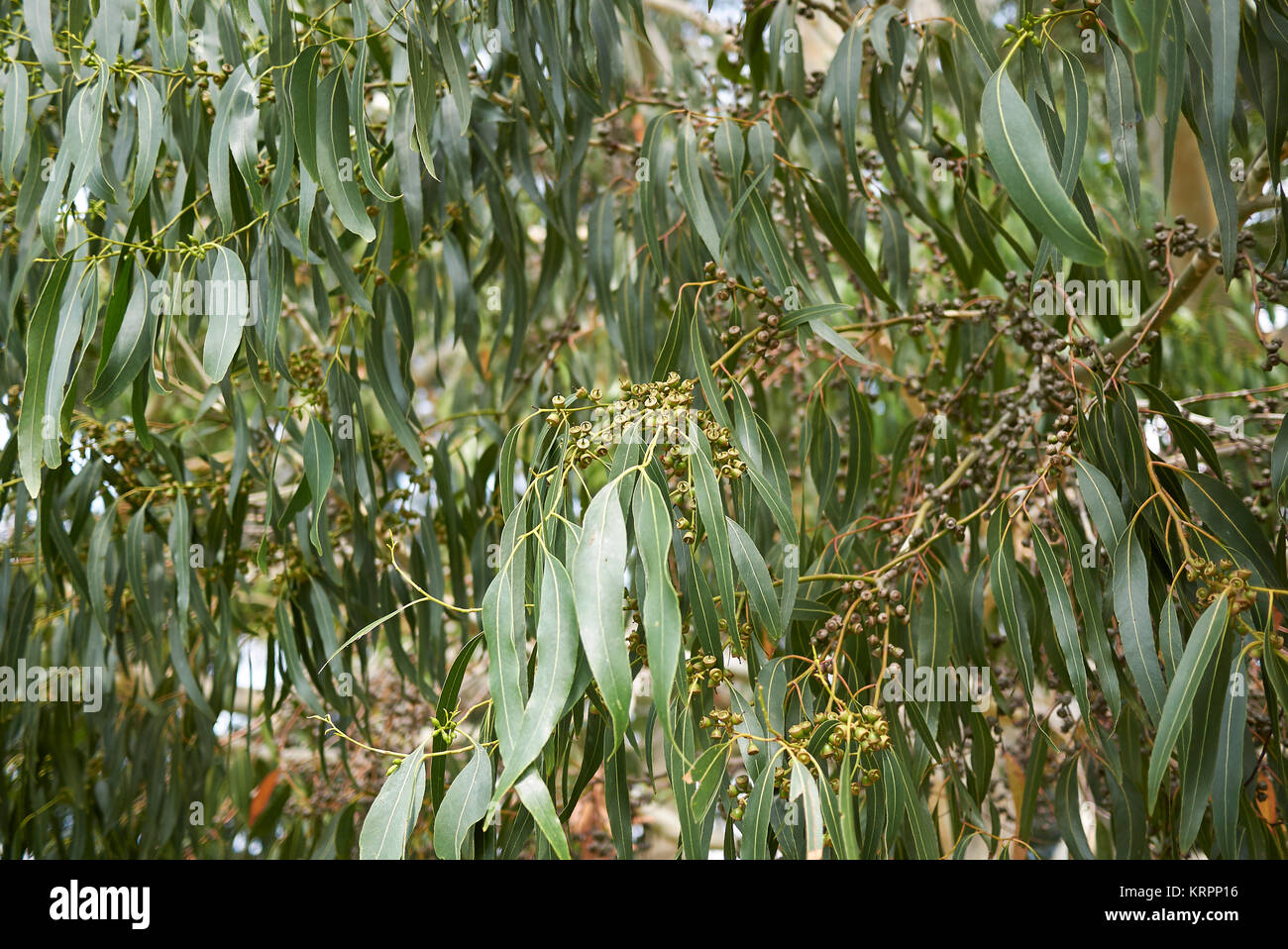 Eucalyptus dalrympleana Banque D'Images