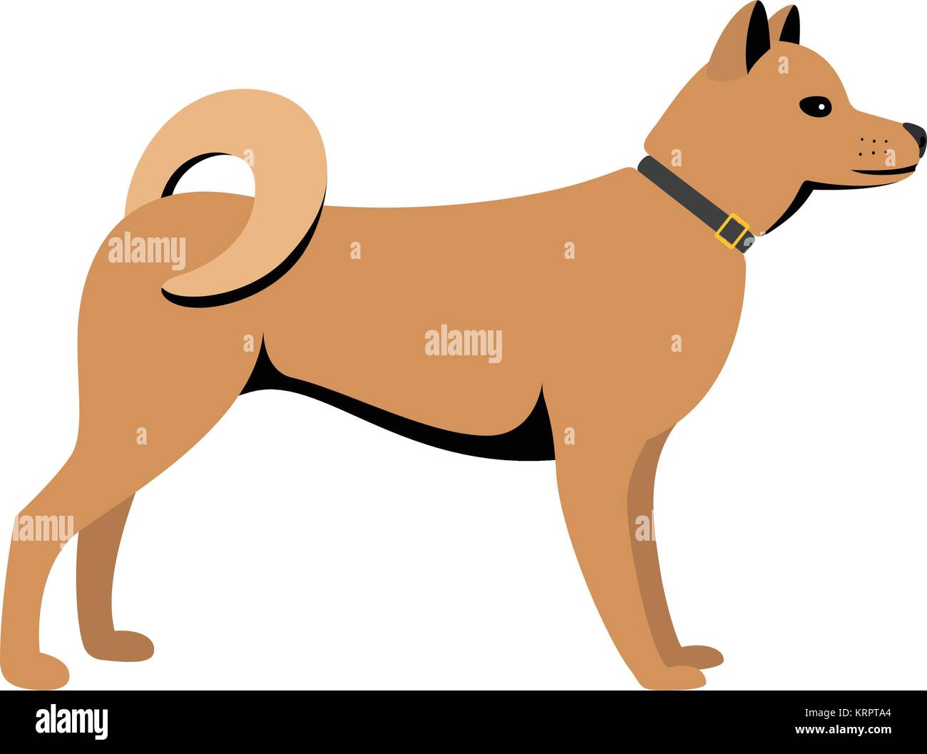 Akita Inu - chien de race asiatique sur fond blanc. Vector illustration Illustration de Vecteur