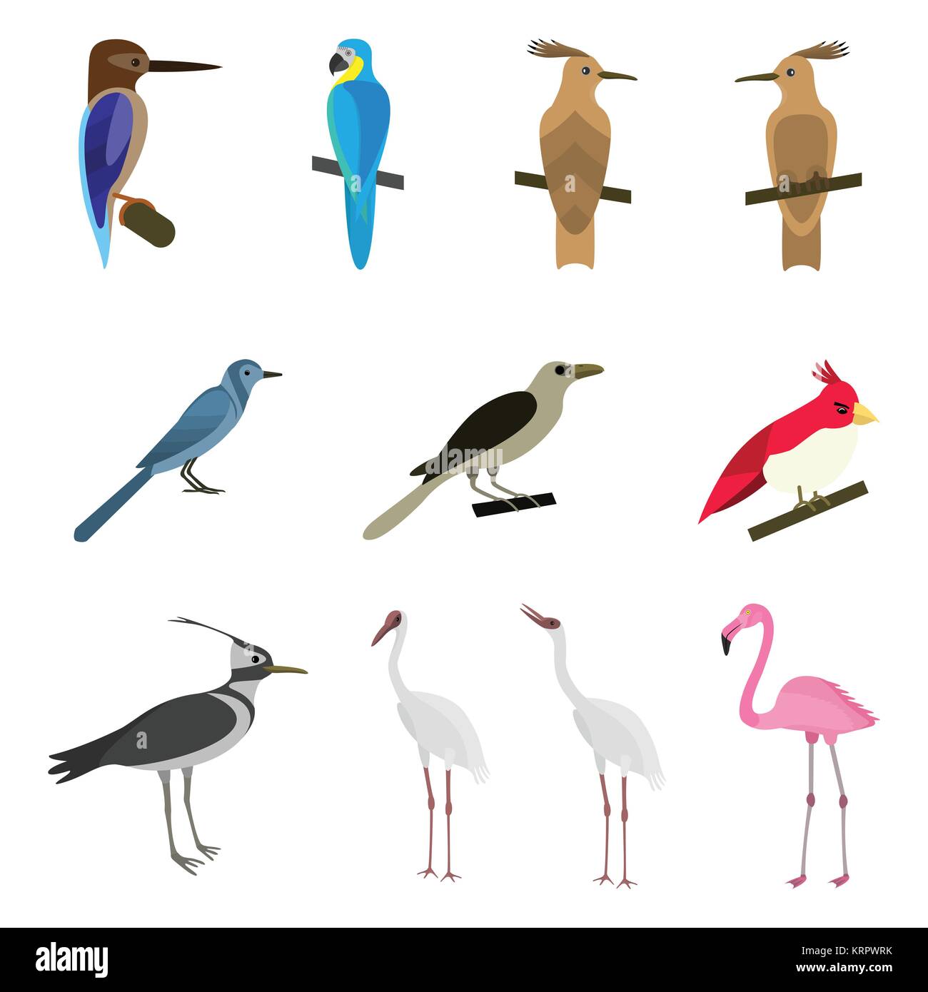 Ensemble de magnifiques oiseaux sur un fond blanc Illustration de Vecteur