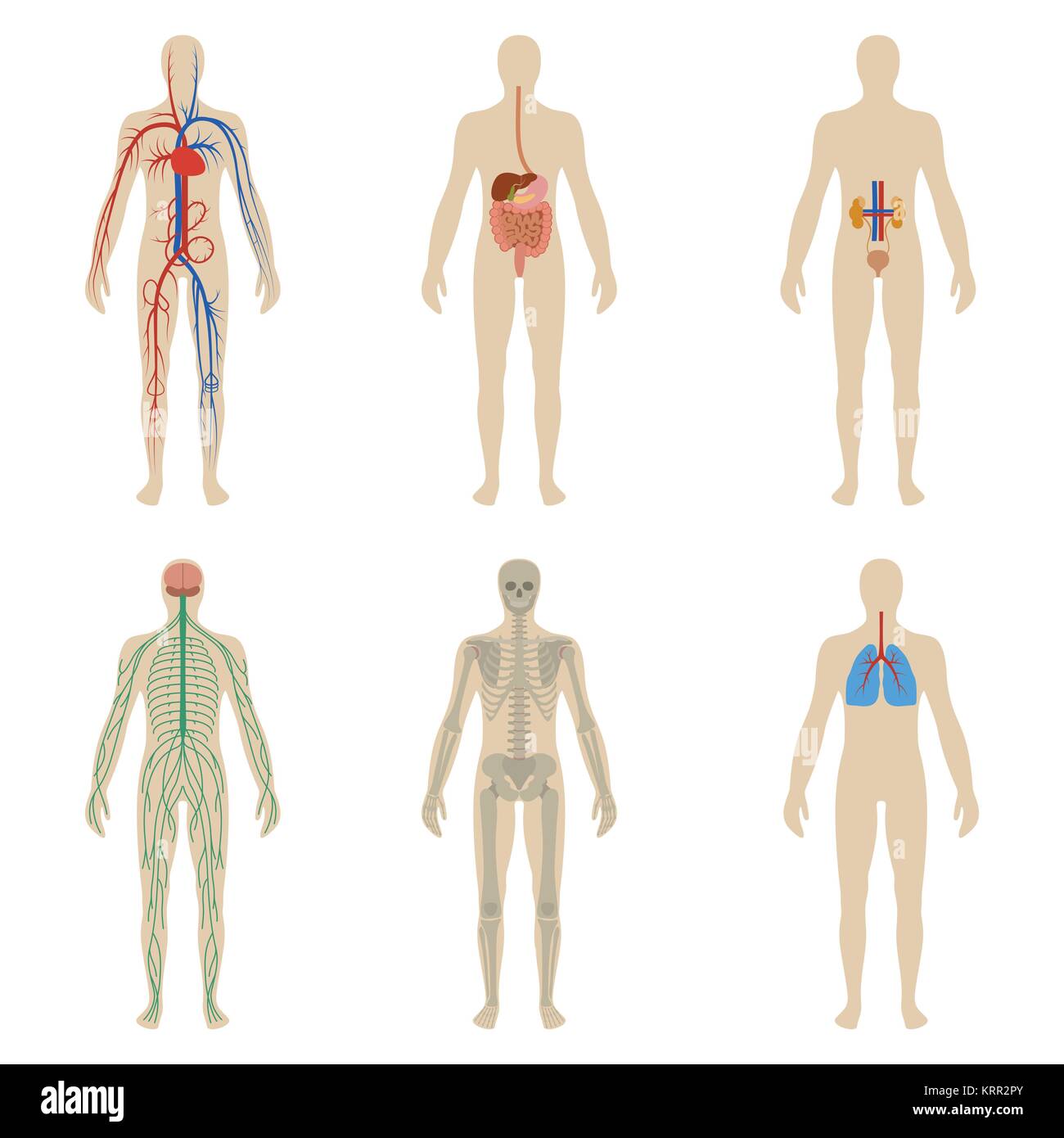 Ensemble d'organes et systèmes du corps vitalité. Vector illustration Illustration de Vecteur