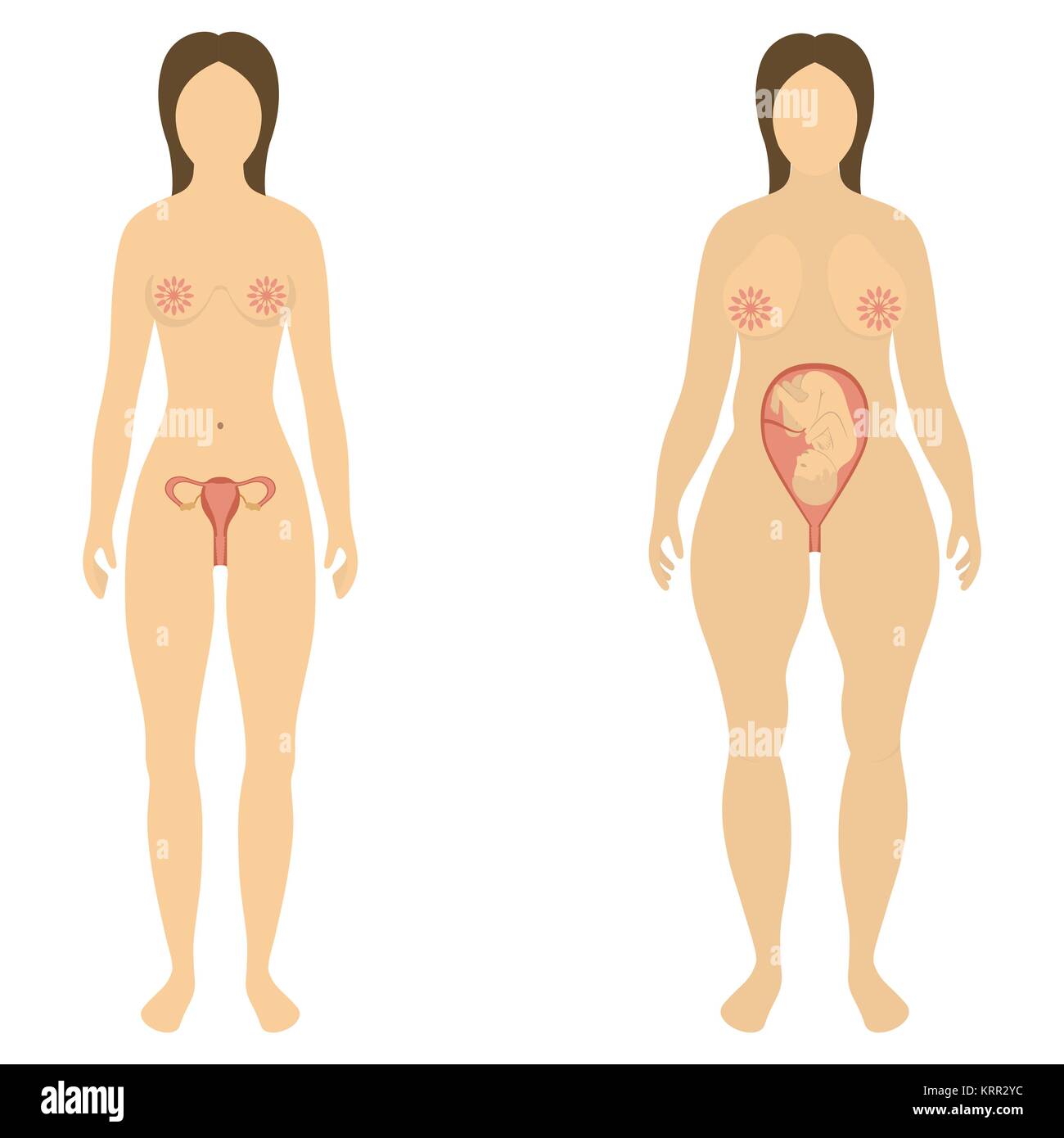 La femme avant et pendant la grossesse - vector illustration Illustration de Vecteur