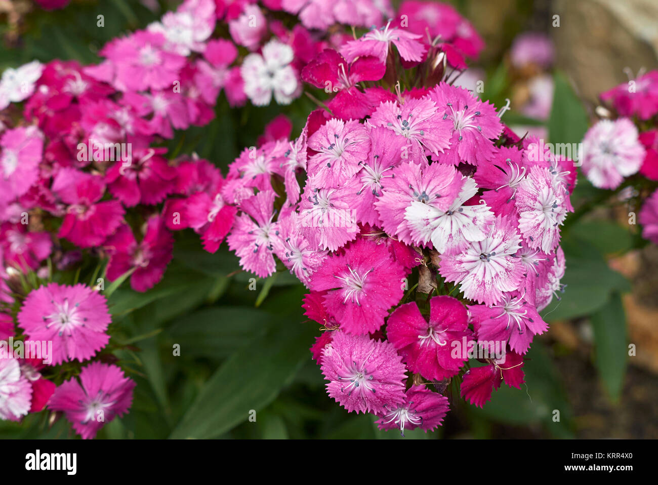 Dianthus barbatus Banque D'Images