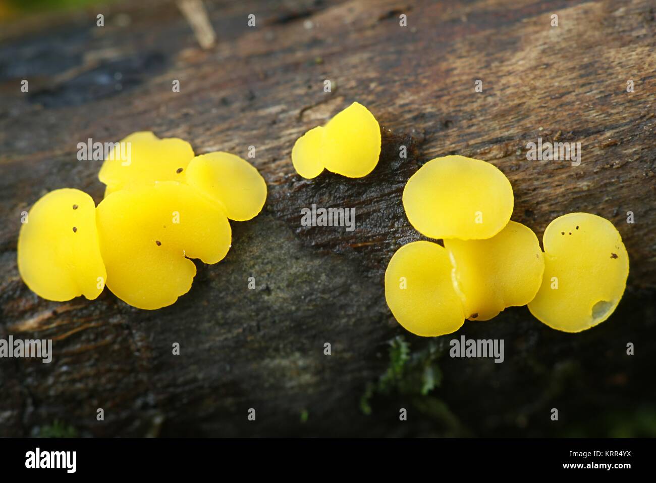 Également appelé discos citron fée jaune tasse, Bisporella citrina Banque D'Images