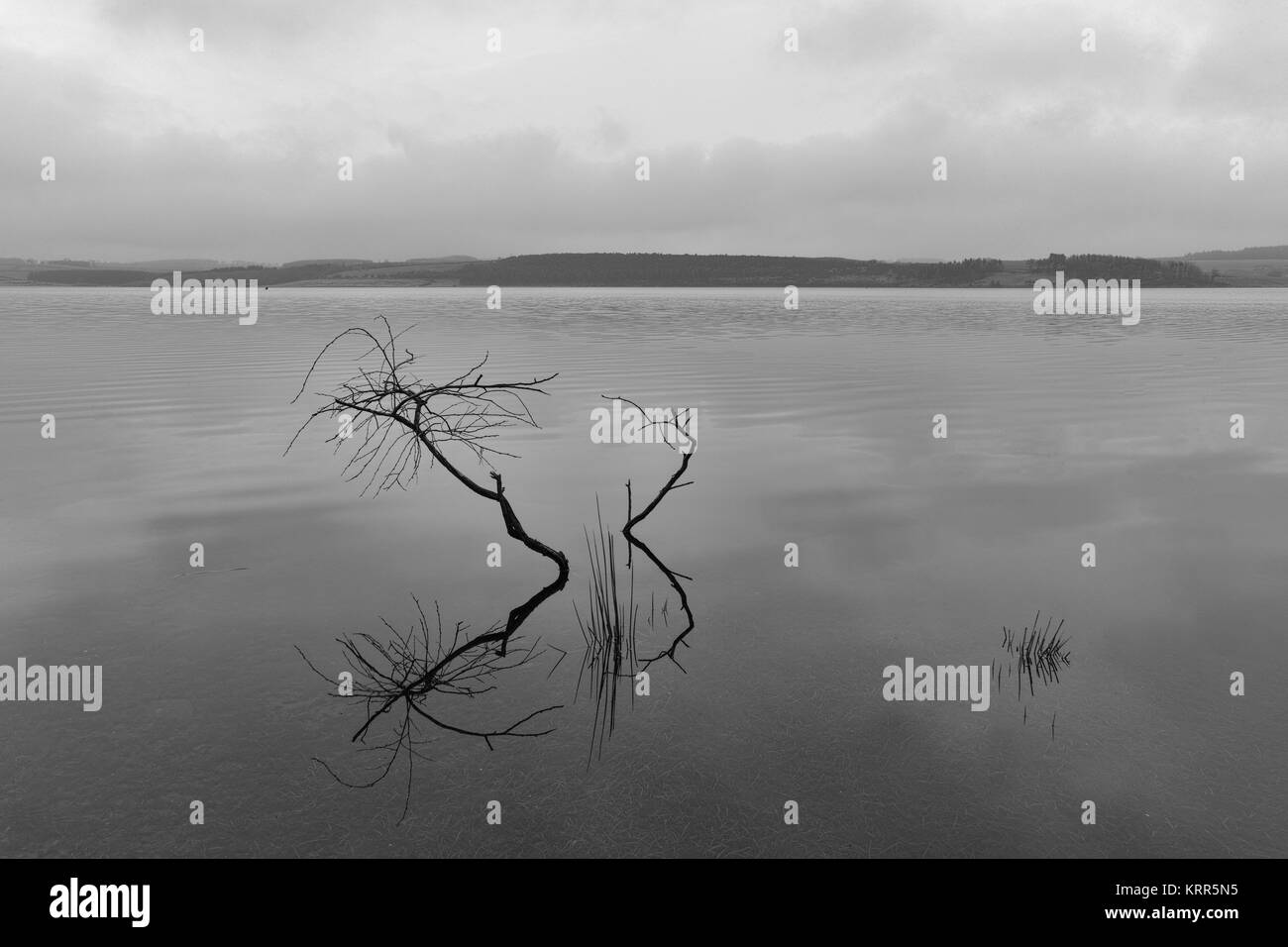 Partie d'un arbre immergé en réfléchissant sur les eaux calmes. Réservoir Derwent situé entre le comté de Durham et de Northumberland. Banque D'Images