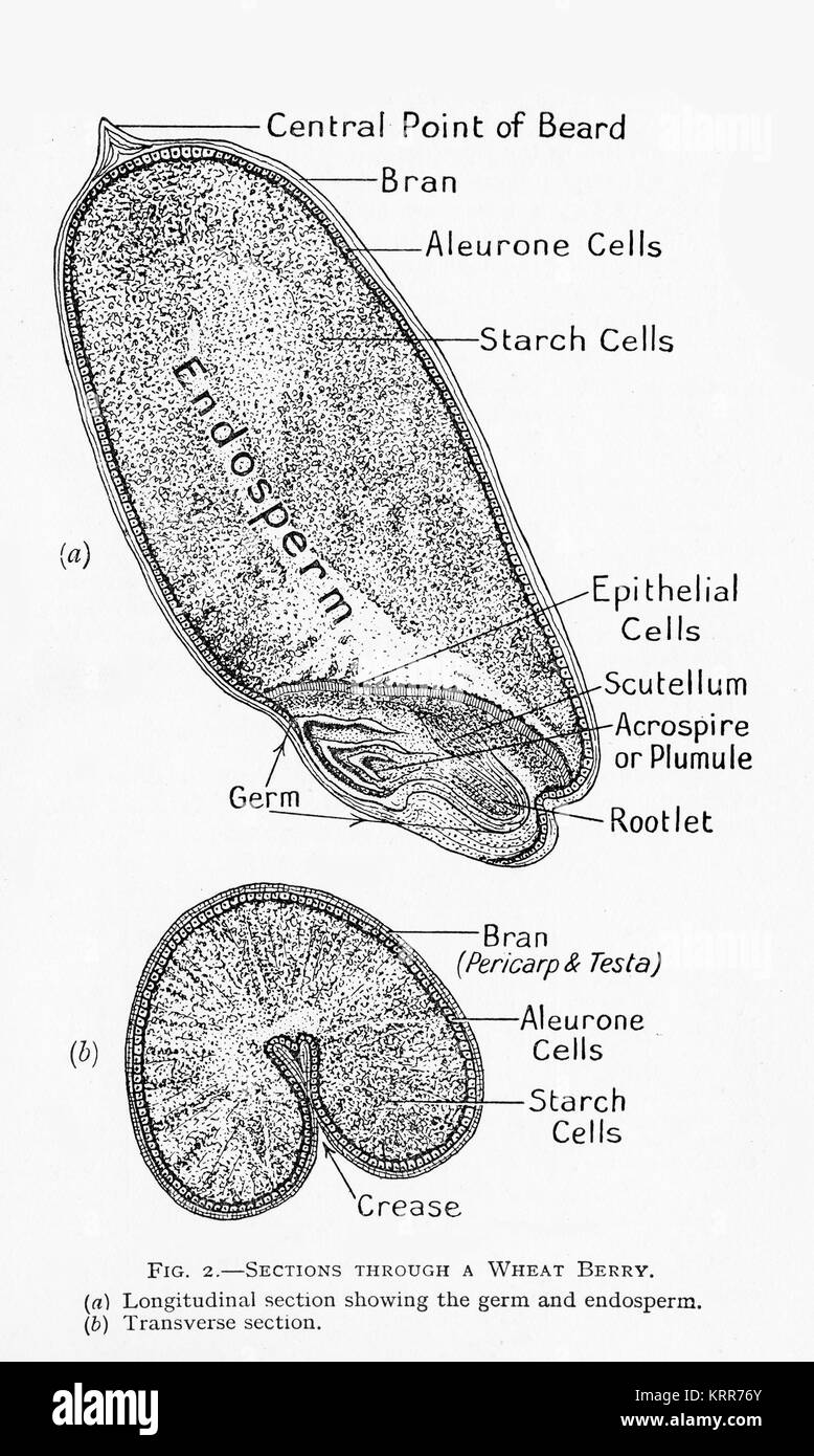 Un 19e siècle schéma d'une coupe transversale d'un grain de blé. Banque D'Images