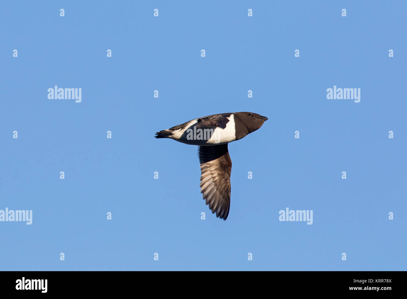 Petit pingouin / mergule nain (Alle alle) en vol sur fond de ciel bleu Banque D'Images