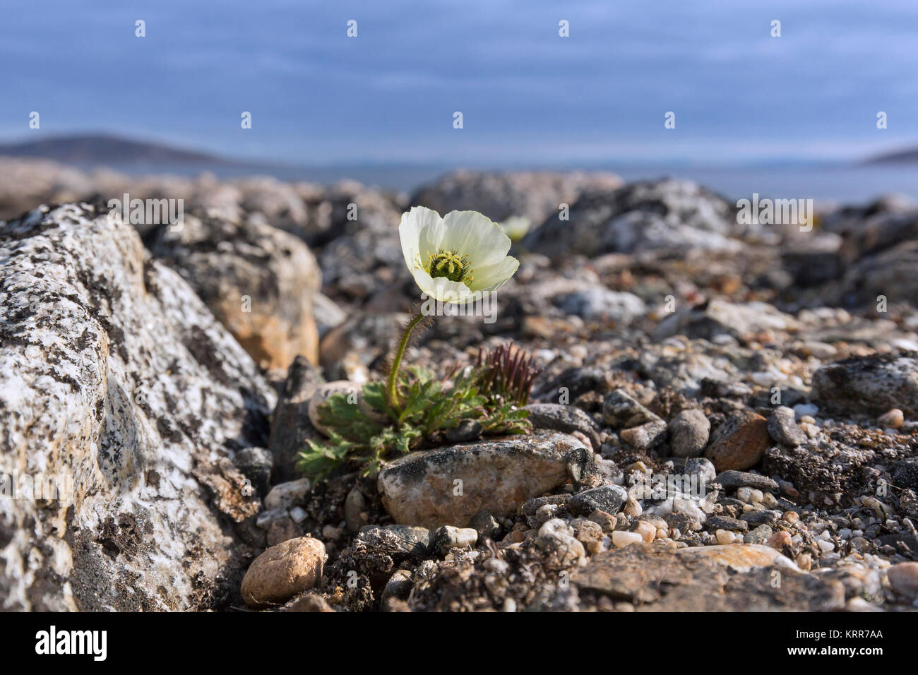 Svalbard / Polar pavot coquelicot (Papaver) dahlianum en fleur sur la toundra arctique, Spitzberg / Svalbard, Norvège Banque D'Images