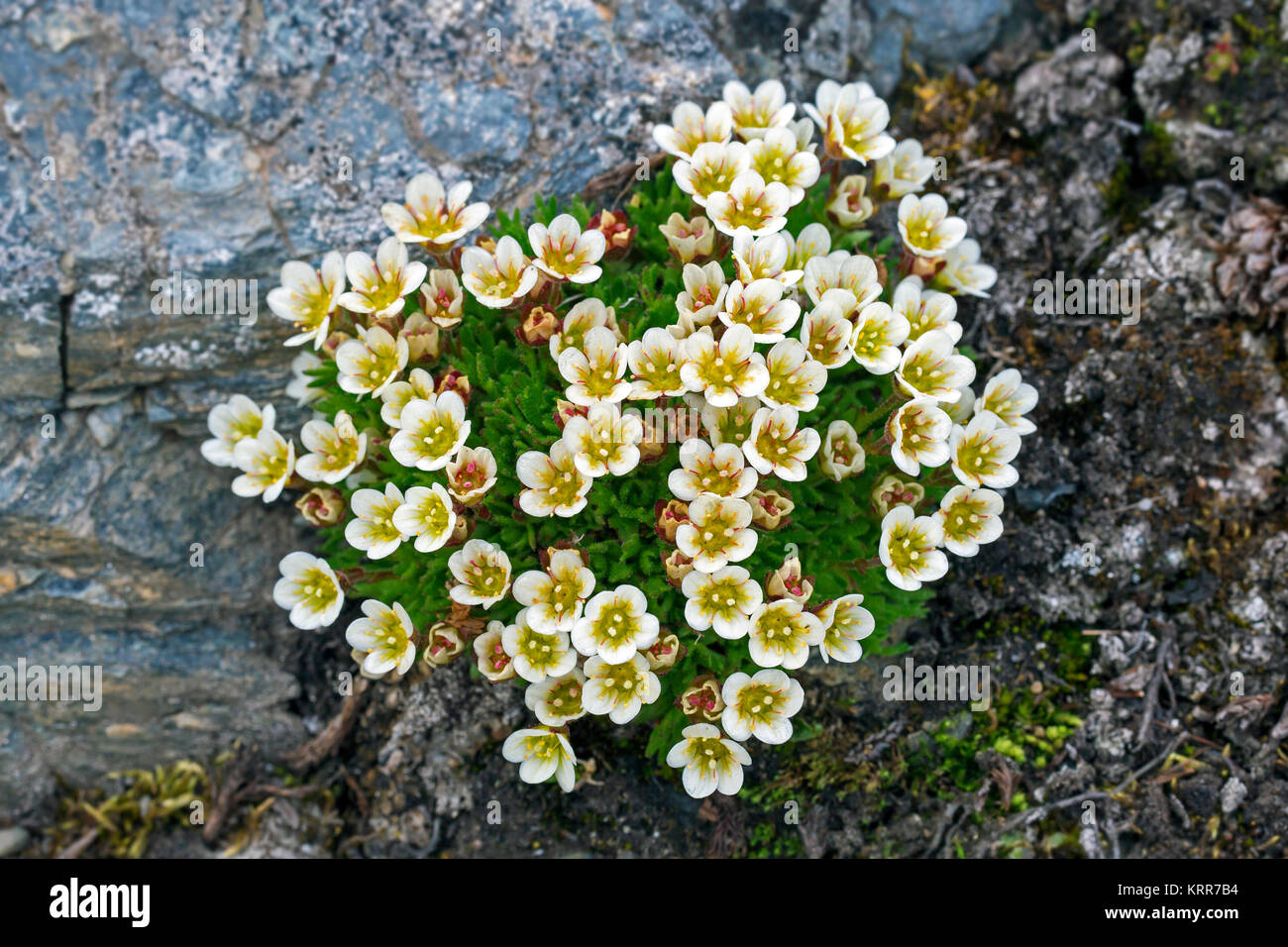 Saxifrage alpin tufté tufté / saxifrage à feuilles opposées (Saxifraga cespitosa) en fleur sur la toundra arctique Banque D'Images