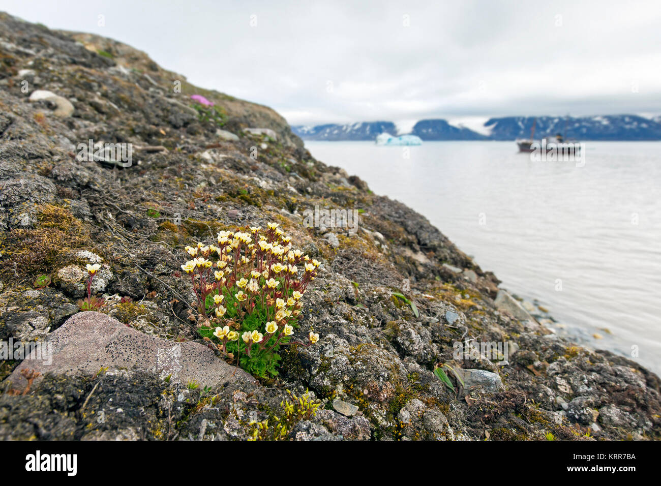 Saxifrage alpin tufté tufté / saxifrage à feuilles opposées (Saxifraga cespitosa) en fleur sur la toundra arctique, Spitzberg / Svalbard, Norvège Banque D'Images