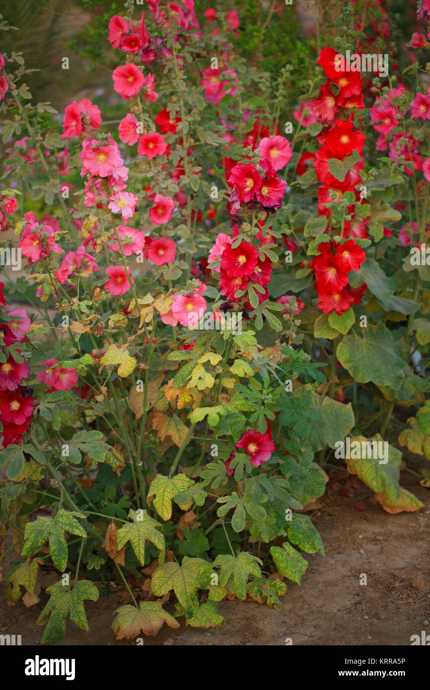 Alcea est un genre d'environ 60 espèces de plantes à fleurs de la famille des Malvacées, communément connu sous le nom de roses trémières Banque D'Images