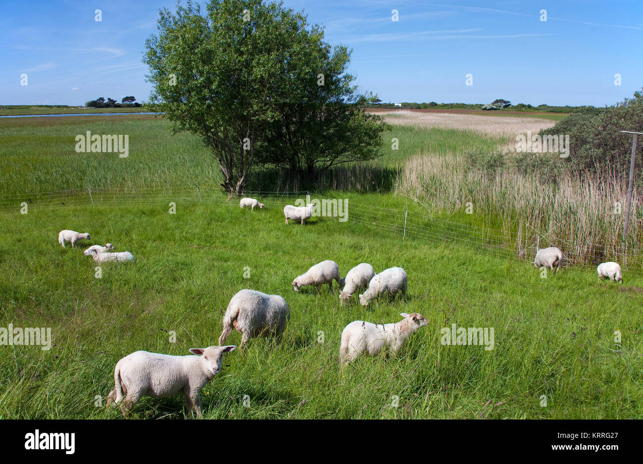 Moutons sur le terrain, près du village, l'île de Hiddensee Kloster, Mecklembourg-Poméranie-Occidentale, de la mer Baltique, l'Allemagne, de l'Europe Banque D'Images