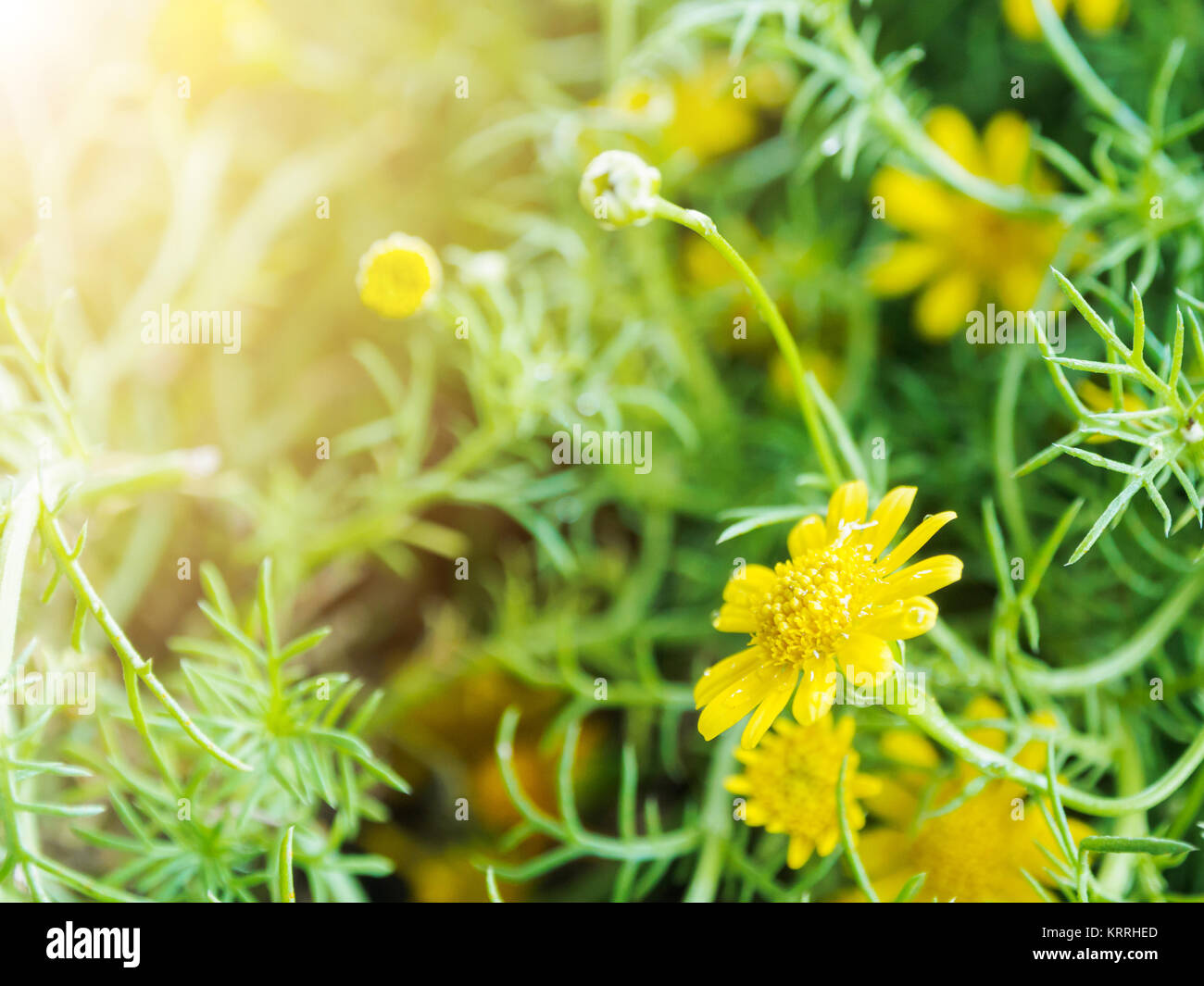 Marguerite jaune fleur à matin. Banque D'Images