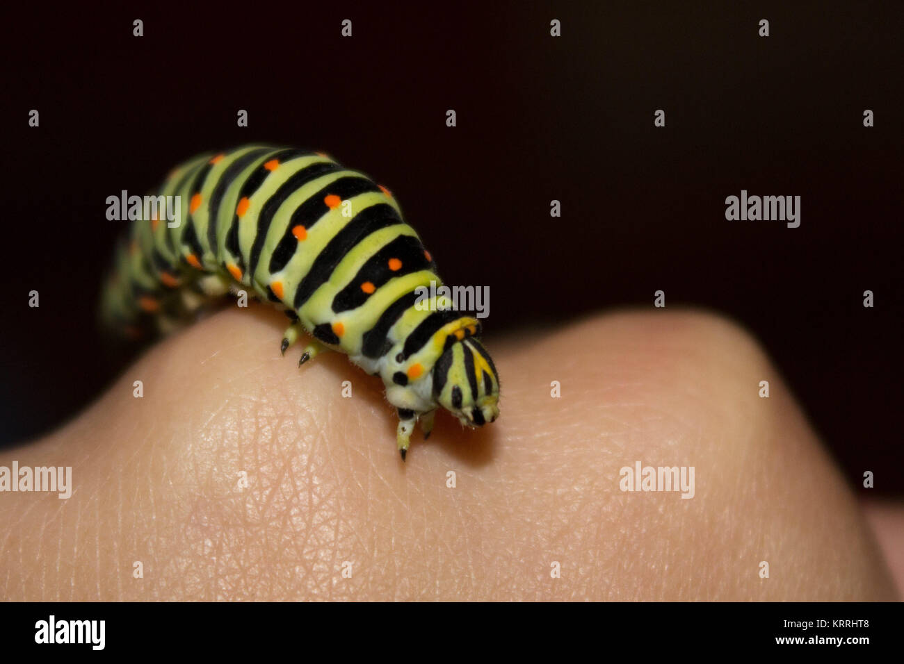 Belle d'un Caterpillar d'hirondelle Banque D'Images
