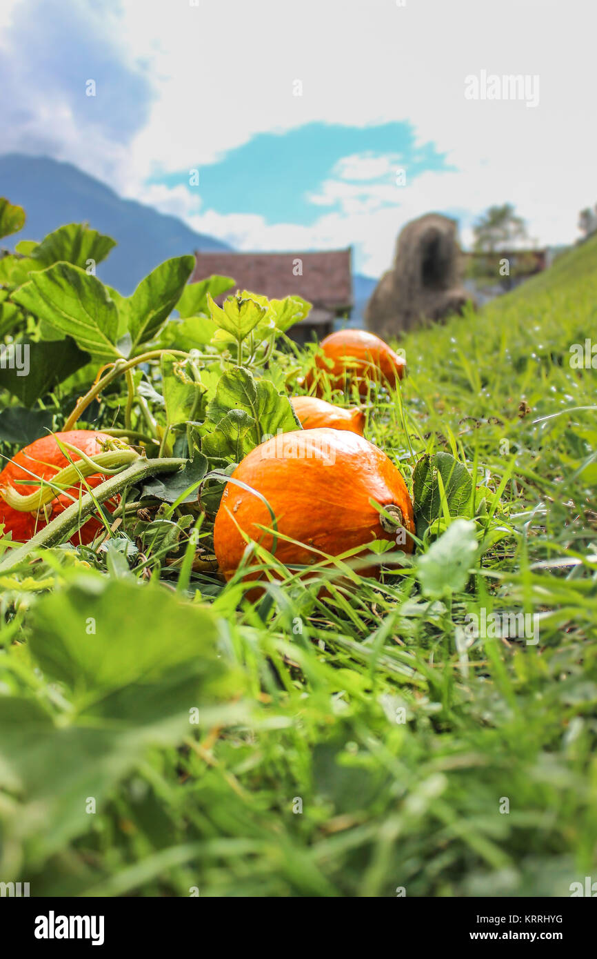 Citrouilles orange (Hokkaido) située dans un écrin de fild pour halloween Banque D'Images