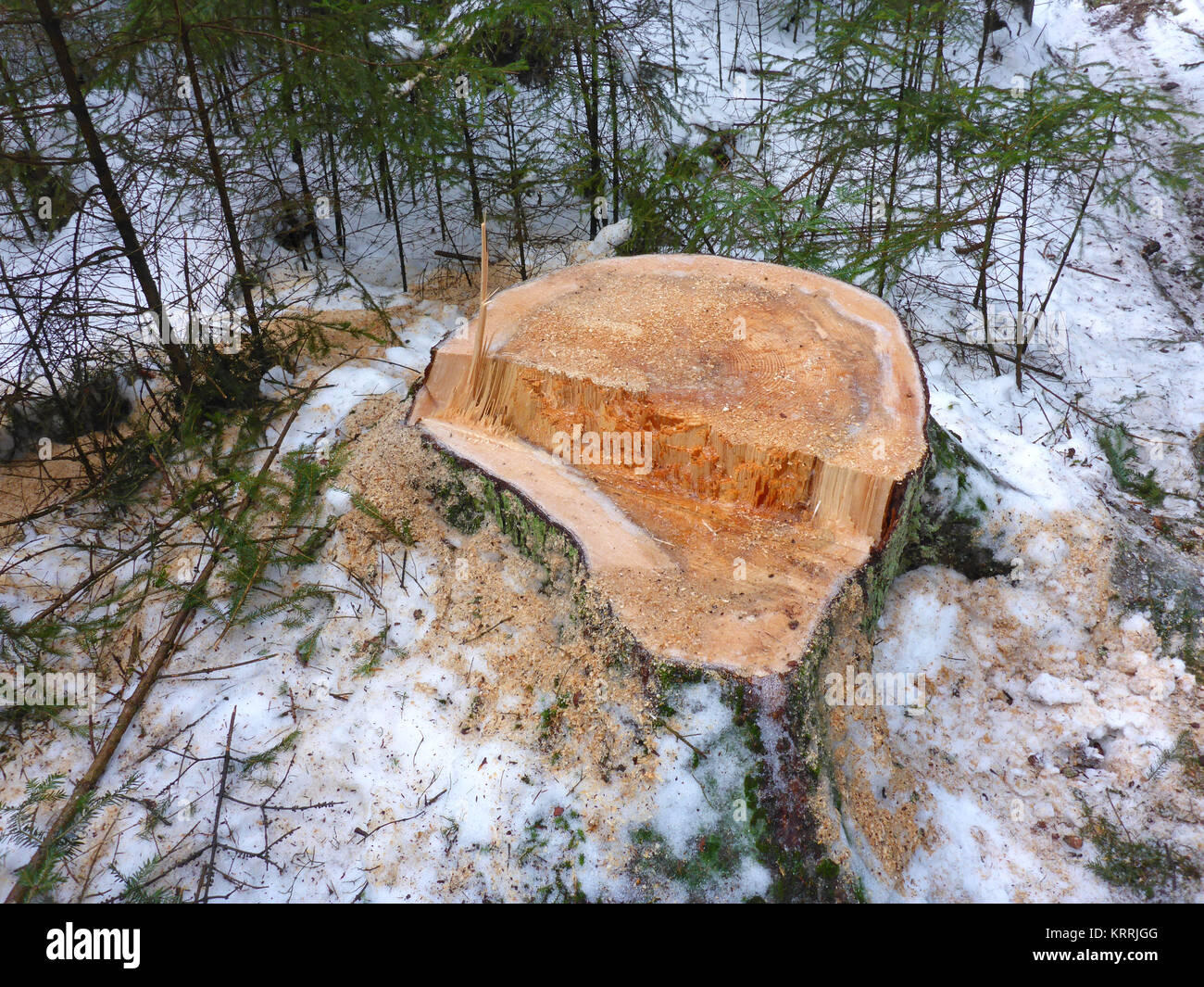 En hiver, la foresterie et le bois enneigés moignon Banque D'Images