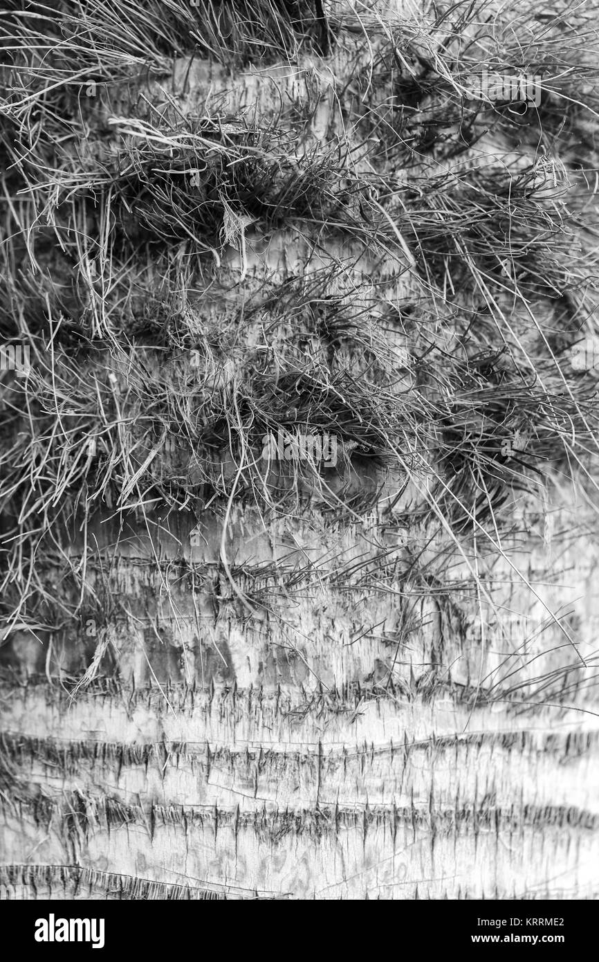 La texture de l'écorce de palmier. Beau modèle de l'écorce. Close-up. Banque D'Images