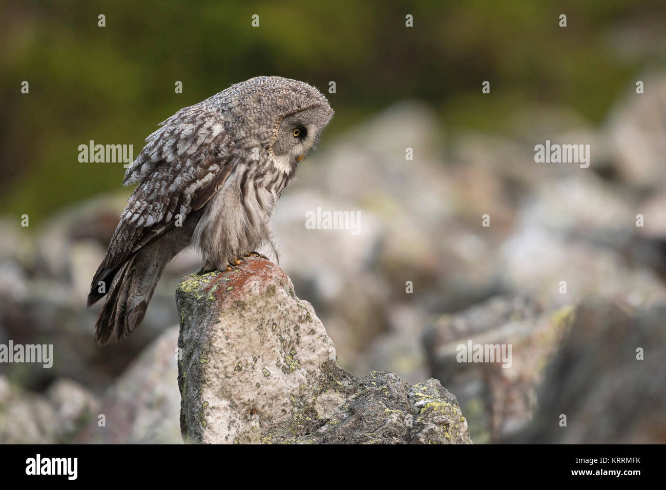 Chouette lapone Strix nebulosa / Bartkauz ( ), l'owl typiquement scandinave, perché sur un rocher, chasse, regarder vers le bas pour la proie entre les rochers, l'Europe. Banque D'Images
