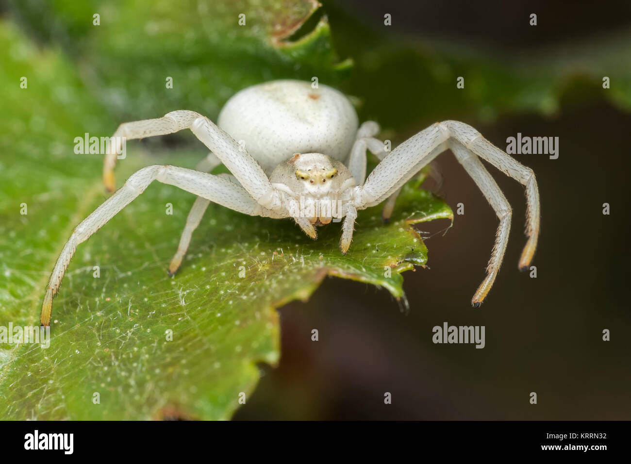 Araignée crabe (Misumena vatia) tient sur une feuille en attente d'une proie. Cahir, Tipperary, Irlande. Banque D'Images