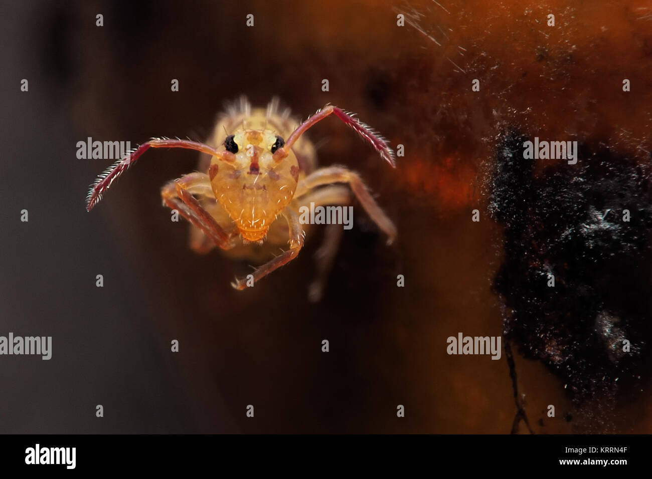 Springtail globulaire (Dicyrtomina saundersi) bloqué sur le bud collante sur une branche d'un Marronnier d'arbre. Cahir, Tipperary, Irlande. Banque D'Images