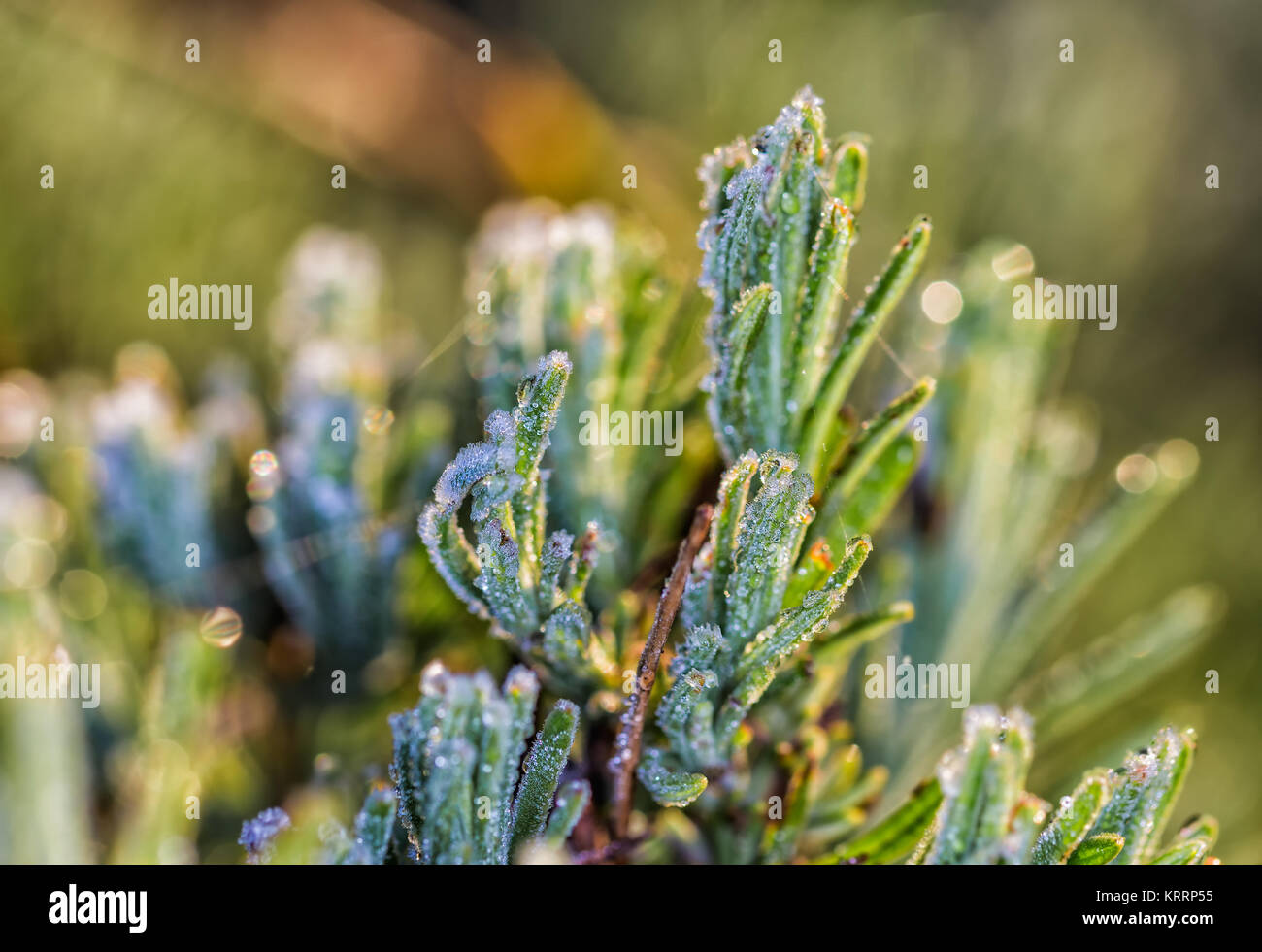 La glace naturelle photographié dans une plante sauvage après une nuit froide. Banque D'Images
