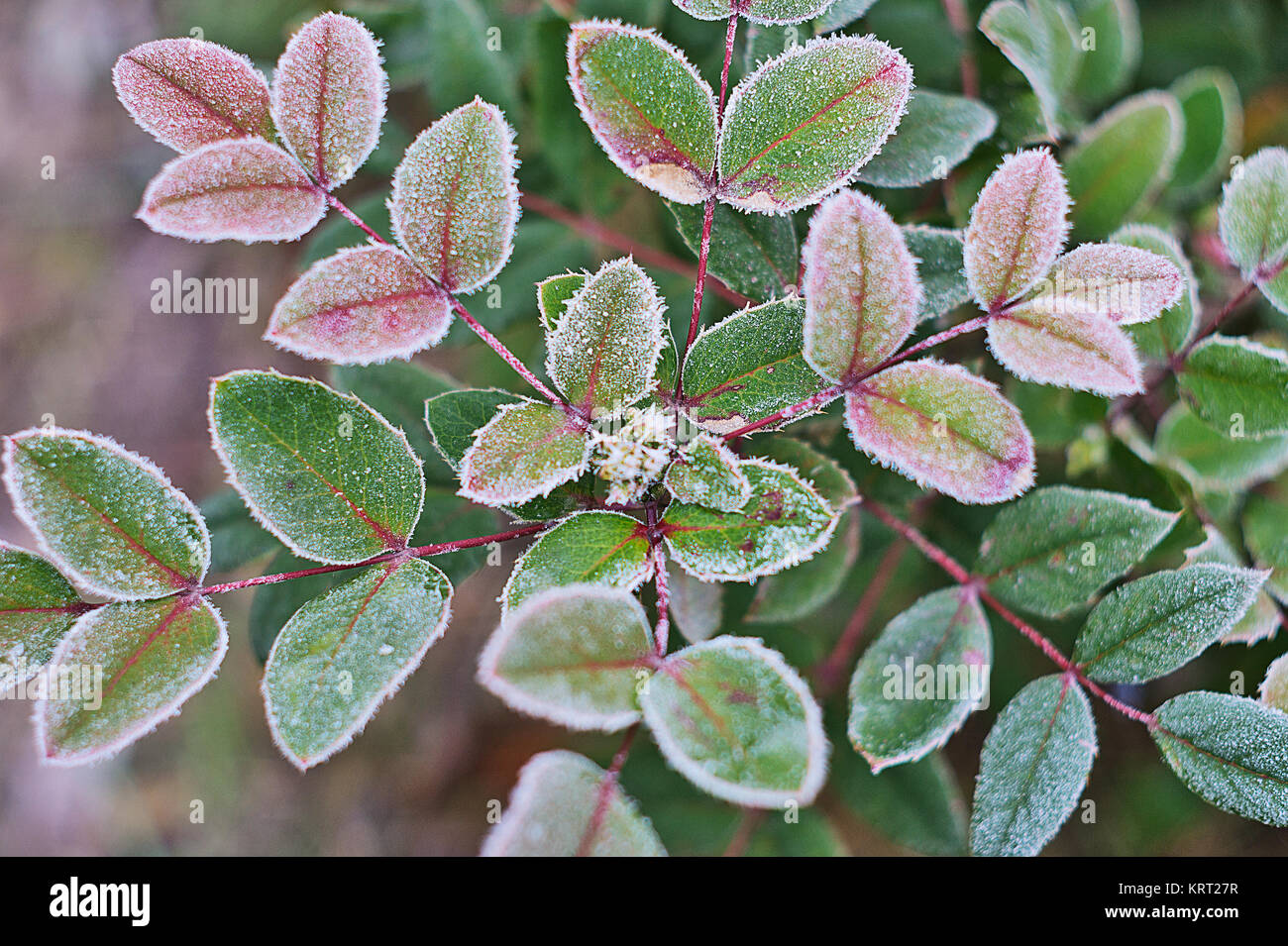 Le givre blanc sur vert feuilles de mahonia Banque D'Images