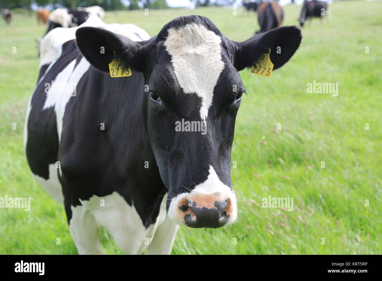 Les vaches dans le champ en Irlande Banque D'Images