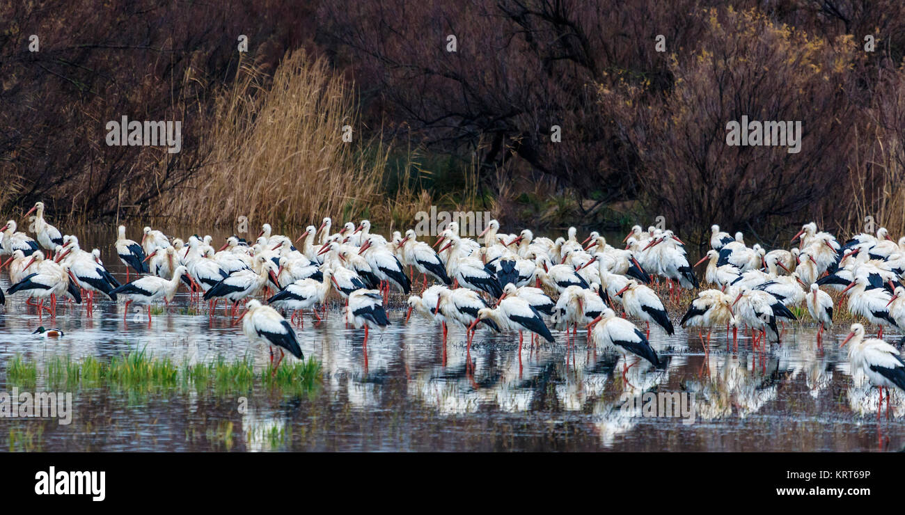 Afin d'être fixe, de nombreux types d'oiseaux, parmi eux les cigognes, font de grandes accumulations d'individus au milieu de lacs ou les zones humides. Banque D'Images