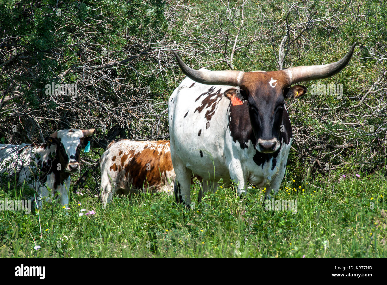 Longue corne de vache T Banque D'Images