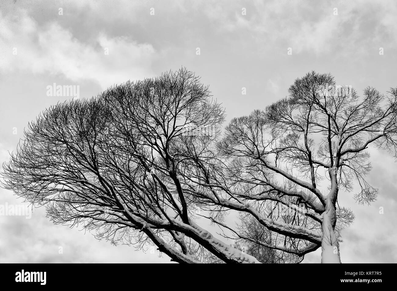 Branches sans feuilles couvertes de neige de l'ancien arbre solitaire s'étendent à la gelée gris nuageux ciel d'hiver - noir et blanc fond texturé d'hiver Banque D'Images