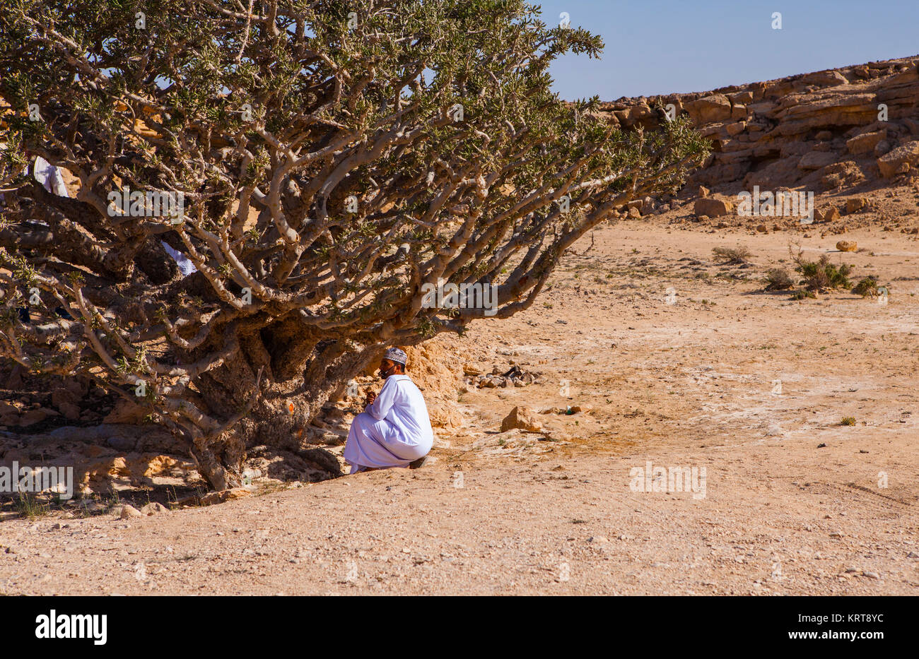 Wadi Doka, Oman - le 11 janvier 2016. Les hommes sont la collecte des omanais de résine d'encens Dhofar en montagnes. Jan 10, 2016 Banque D'Images