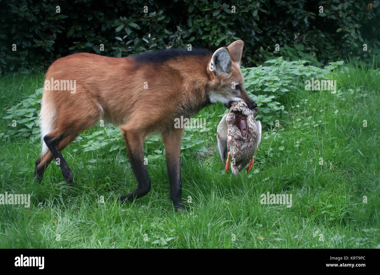 Le loup à crinière d'Amérique du Sud (Chrysocyon brachyurus) avec les proies dans ses mâchoires Banque D'Images