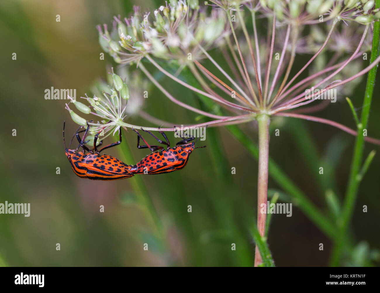 L'accouplement de l'écran rayé Graphosoma lineatum (bugs) Macro photo. Banque D'Images