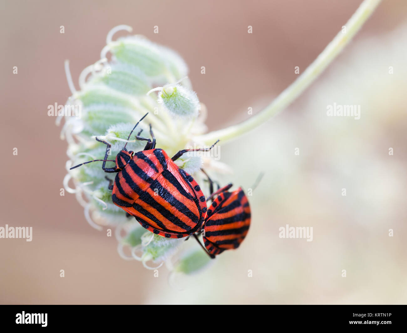 L'accouplement de l'écran rayé Graphosoma lineatum (bugs). Banque D'Images