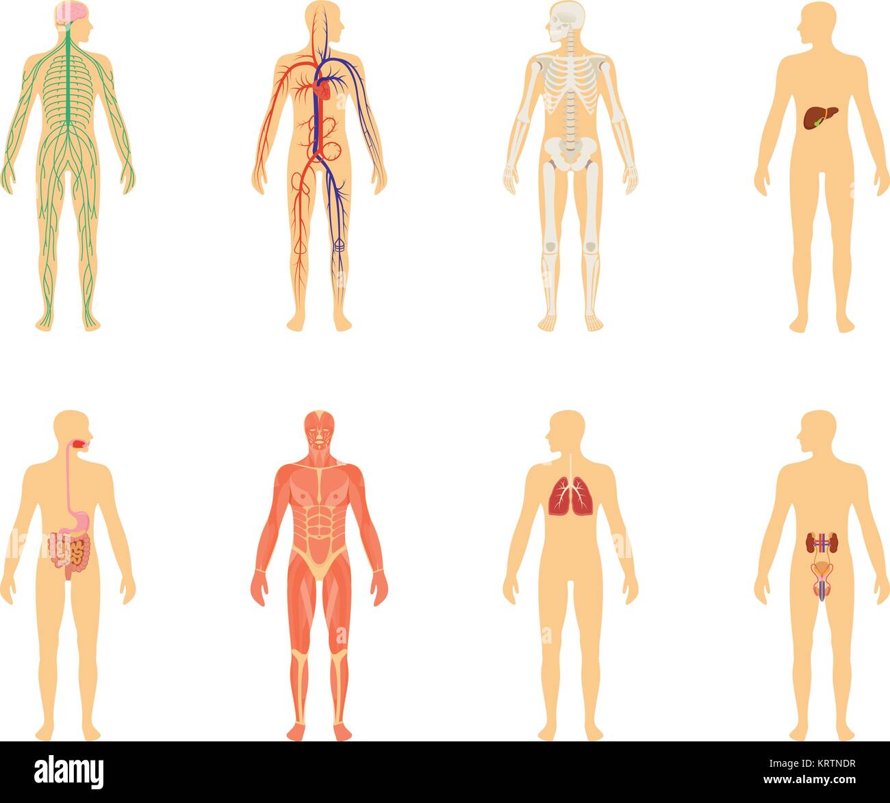 L'anatomie humaine. Jeu de vector illustration isolé sur fond blanc. Corps humain squelette structure et circulatoire système vasculaire. Illustration de Vecteur