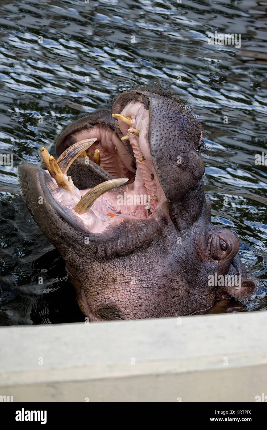 Dans la nature l'hippopotame Banque D'Images