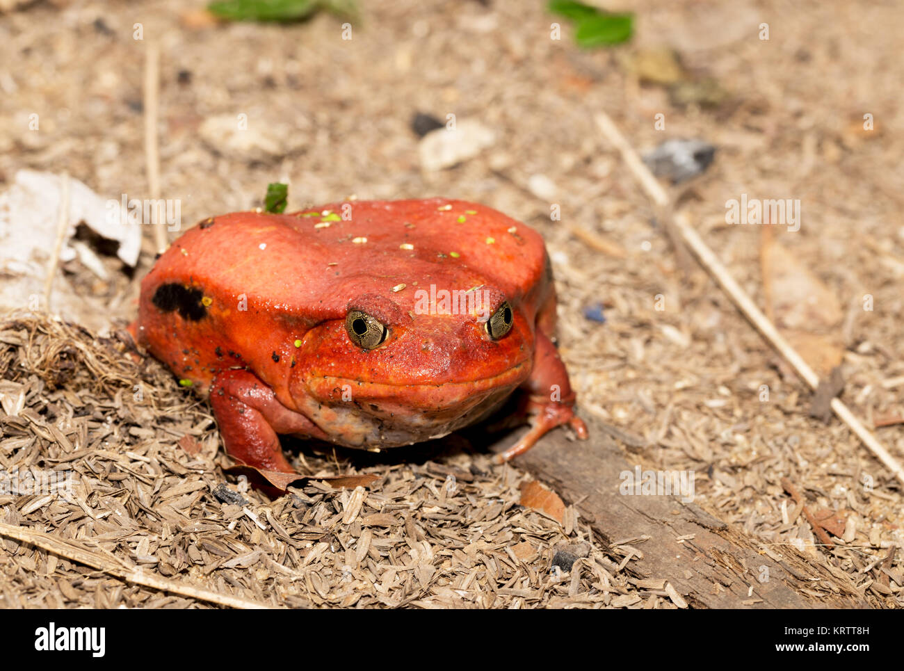 Big Red, Dyscophus antongilii grenouilles Tomates Banque D'Images