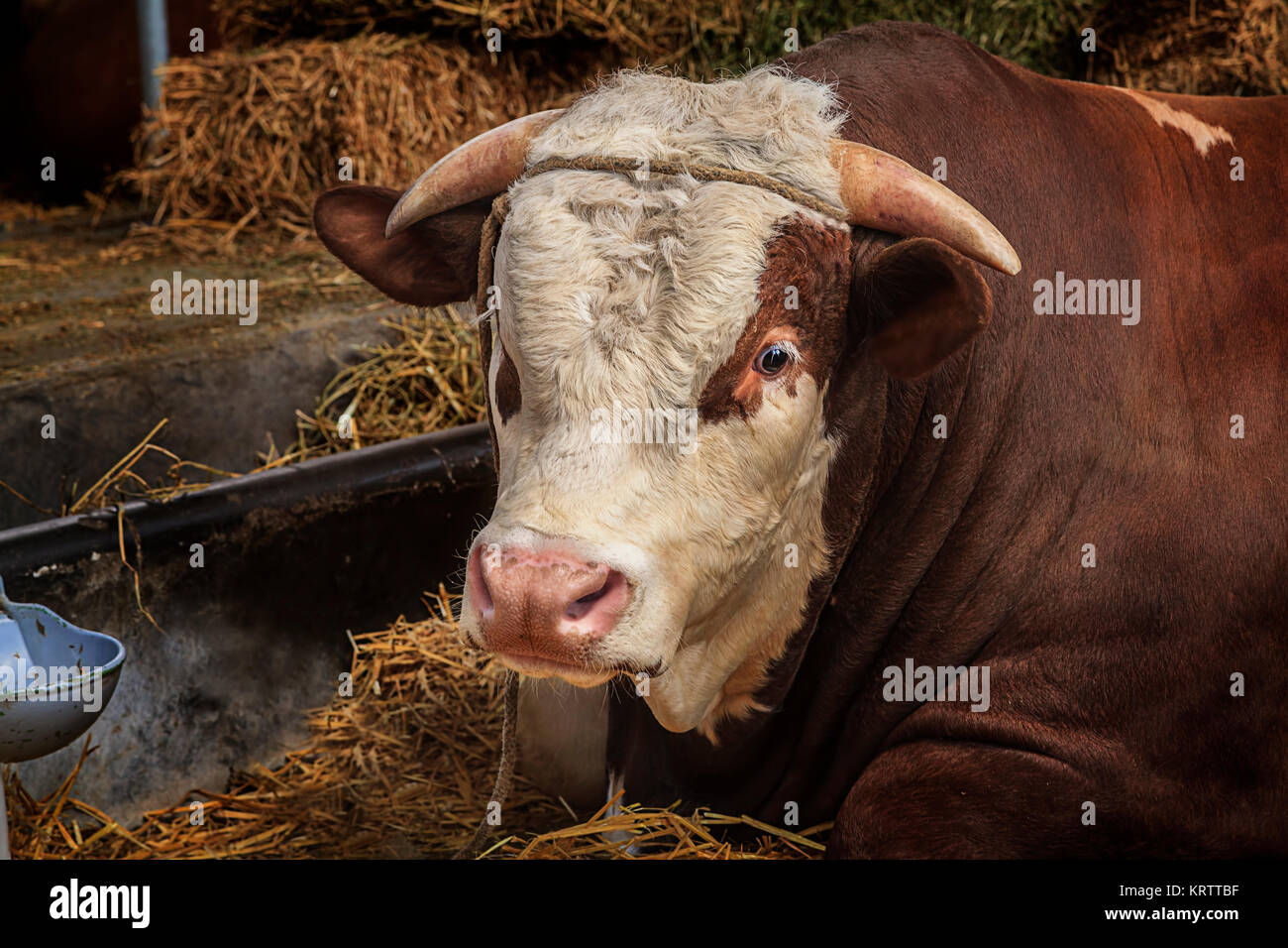 Bull musculaire massive couché sur la paille dans la grange Banque D'Images
