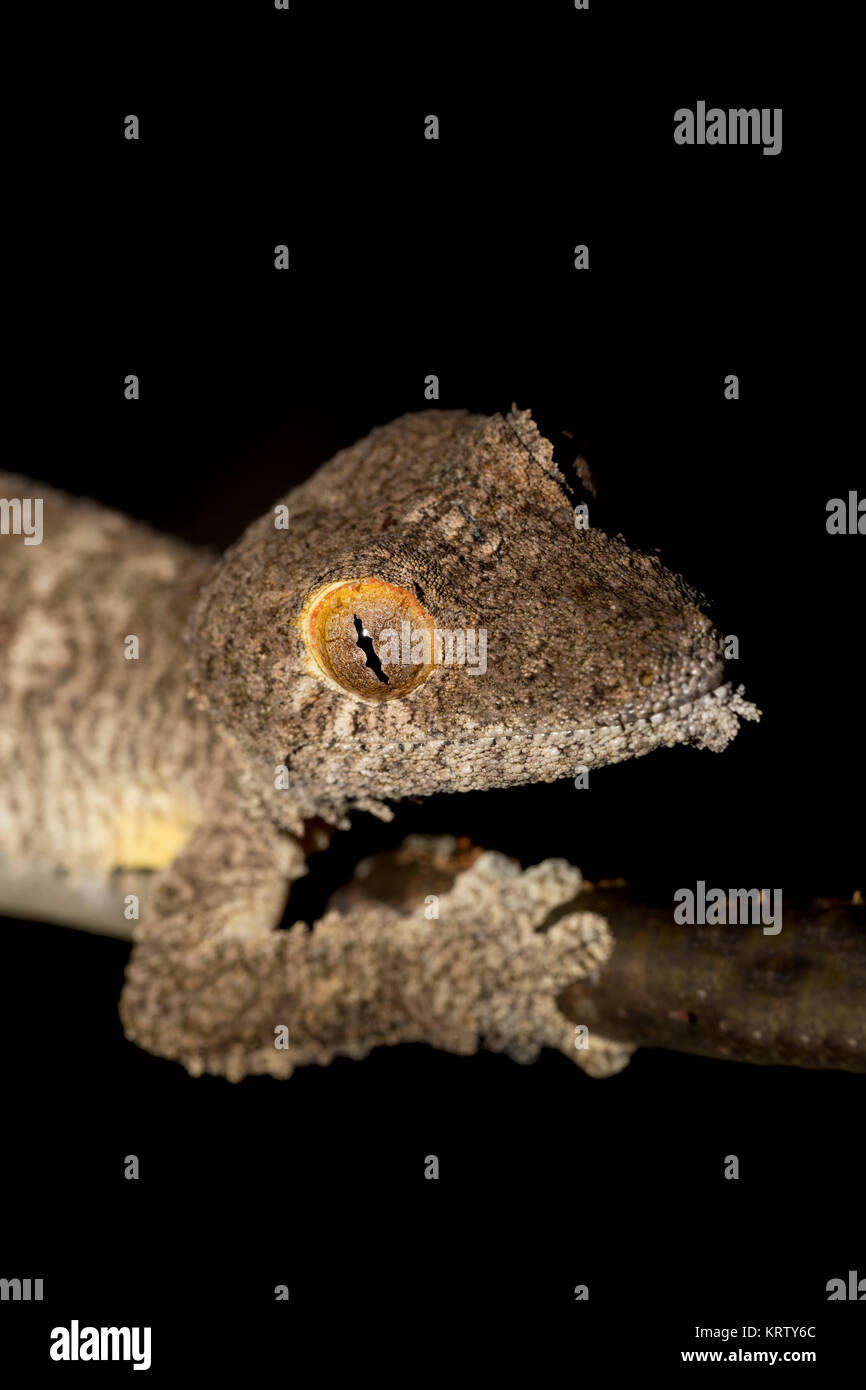 Giant gecko à queue de feuille, Uroplatus fimbriatus Banque D'Images