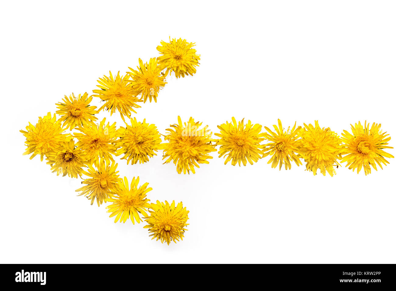 Flèche de fleurs de pissenlit Banque D'Images
