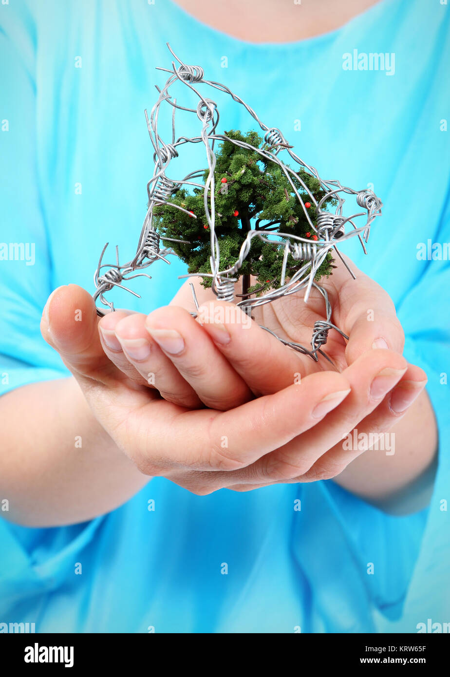 Femme tient dans ses mains un petit arbre enroulé avec du fil de fer barbelé. Banque D'Images