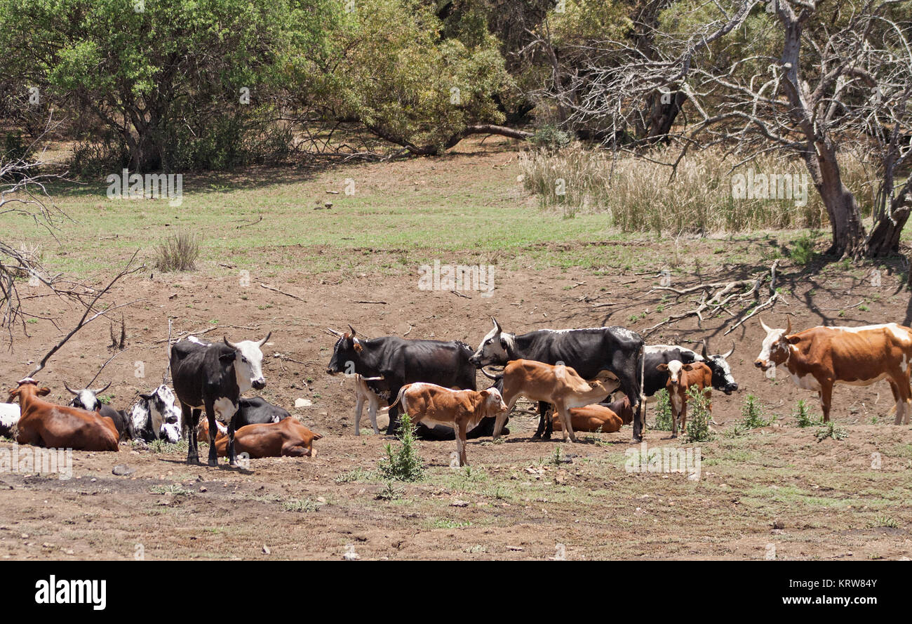 Troupeau de bétail dans une ferme près de Rustenburg, Afrique du Sud Banque D'Images Troupeau de bétail dans une ferme près de Rustenburg, Afrique du Sud Banque D'Images