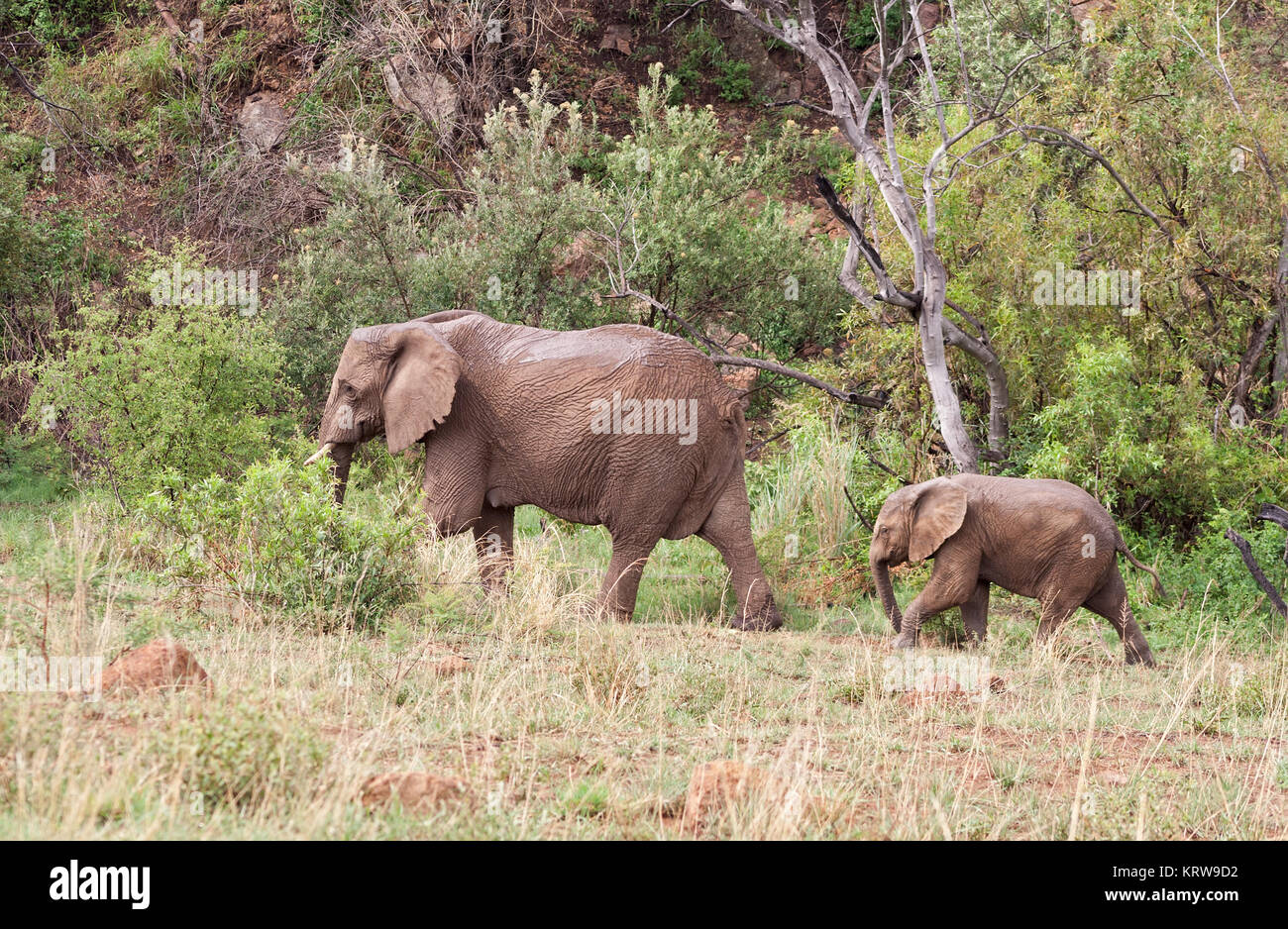 Mère de l'éléphant avec bébé dans la réserve de chasse Pilanesberg, afrique du sud Banque D'Images Mère de l'éléphant avec bébé dans la réserve de chasse Pilanesberg, afrique du sud Banque D'Images