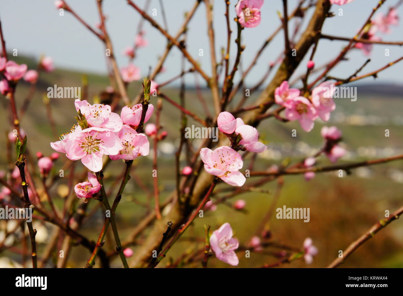 Mandelblüten Zweige mit rosa Makro Banque D'Images