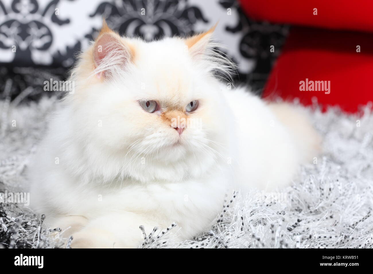 Persian cat aristocratique Banque D'Images